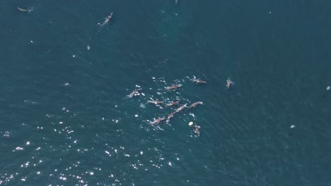 Top-down-show-of-a-herd-of-sea-lions-resting-and-swimming-at-the-surface-of-the-ocean