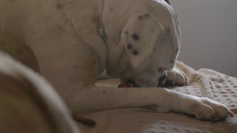 Adorable White Albino Boxer Dog Enjoying Chewy Treat Sitting On Comfy Soft  Sunlit Chair Eating Bone Free Stock Video Footage Download Clips