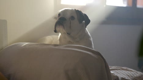 Albino-boxer-dog-lying-on-the-bed-looking-up-with-excited-reaction,-Morning-light-peeking-through-window