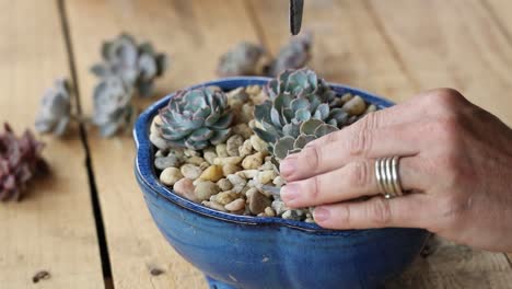 Person-taking-care-of-succulents-plants