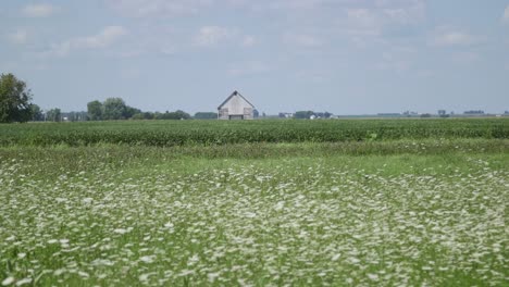 Field-of-Flowers-With-House-In-Background