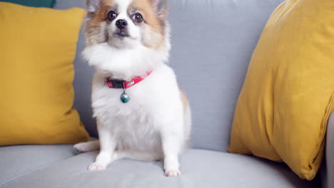 Chihuahua-Und-Pomeranian-Hund,-Süßes-Haustier,-Glückliches-Lächeln-In-Einem-Haus-Mit-Sitzsofa,-Möbel-Inneneinrichtung-Im-Wohnzimmer