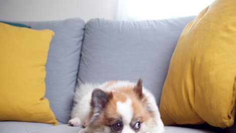 Chihuahua-Und-Pomeranian-Hund,-Süßes-Haustier,-Glückliches-Lächeln-In-Einem-Haus-Mit-Sitzsofa,-Möbel-Inneneinrichtung-Im-Wohnzimmer