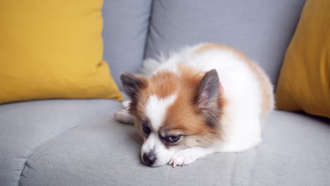 Chihuahua-Hund-Liegt-Auf-Einem-Bequemen-Sofa-Und-Blickt-In-Eine-Kamera-Im-Wohnzimmer