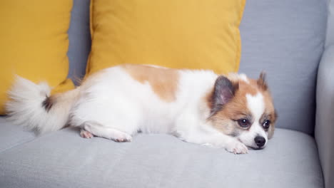 Chihuahua-Hund-Liegt-Auf-Der-Couch