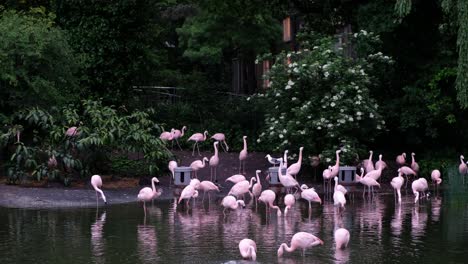 A-Flamboyance-of-Flamingos-swimming-in-a-pond-and-fountain-surrounded-by-trees
