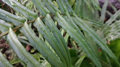 Beautiful-slow-motion-footage-of-fern-with-green-color