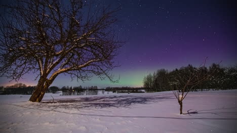 Sternennacht-Mit-Grün-Leuchtendem-Polarlicht-über-Den-Baumwipfeln---Zeitraffer