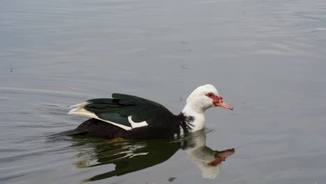 Duck-swimming-on-quiet-water-of-lake,-feeding-with-grass-and-insects,-following-shot