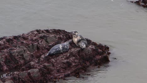 Grey-Seals,-Halichoerus-grypus,-hauled-out-on-rocks-in-the-Bristol-Channel,-Devon