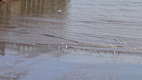 Seagulls-at-waters-edge-as-tide-rises