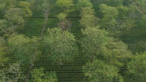 Drone-shot-or-motion-shot-of-tea-garden
