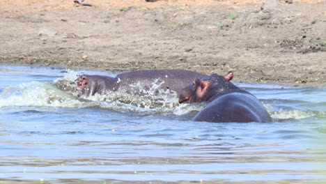 Hipopótamo,-Dos-Peleando-Y-Empujándose-En-El-Agua