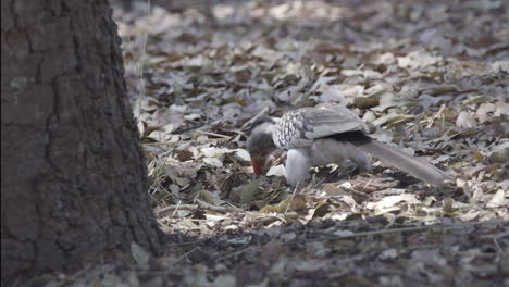 Southern-Red-billed-Hornbill-rooting-in-dead-leaves-for-insects-at-the-bottom-of-a-tree