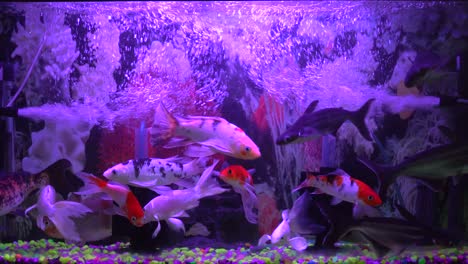 Colorful-exotic-fish-swimming-in-deep-purple-water-aquarium