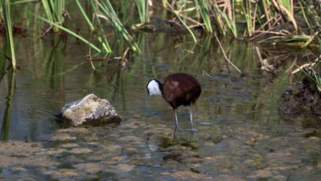African-jacana-wading-and-foraging-in-shallow-water,-turning-over-some-weed