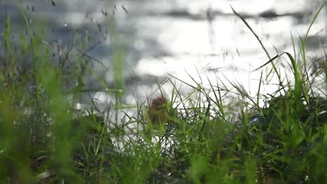 Close-up-shot-of-running-water-through-the-green-grass-in-Slow-motion
