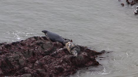 Two-Grey-Seals,-Halichoerus-grypus,-hauled-out-on-rocks