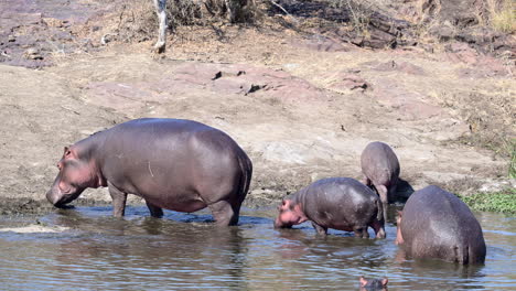 Hipopótamo-Saliendo-Del-Agua,-Ternero-Joven-La-Sigue,-Cámara-Lenta