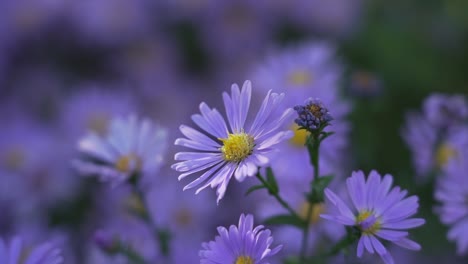 Purple-New-England-aster-in-garden-with-blurry-background
