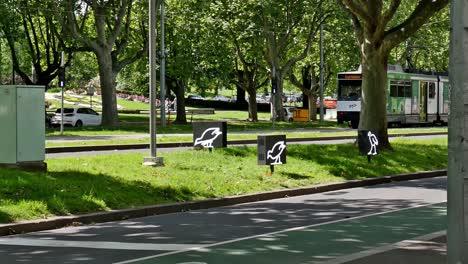 Editorial-illustrative-view-of-eye-grabbing-lighted-graphic-signs-on-a-Melbourne-street-indicating-that-the-area-is-frequented-by-protected-fowl-species