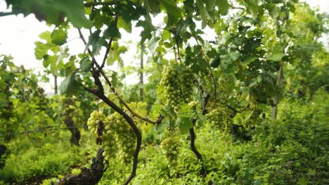 Natural-rapes-in-the-vineyards-of-Italy