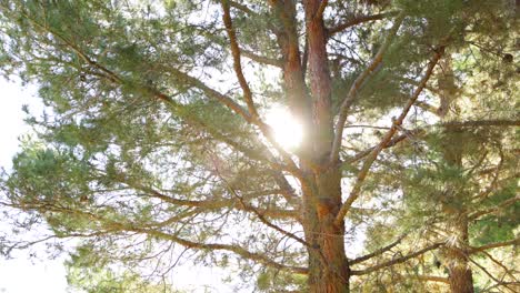 Sonnenlicht-Scheint-Weit-Durch-Den-Baum