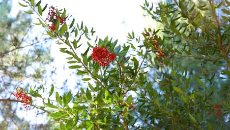 Lebendige-Baumblätter-Mit-Roten-Blüten
