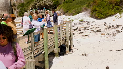 Tourists-on-wooden-boardwalk-visiting-African-penguin-colony-of-Boulders-beach