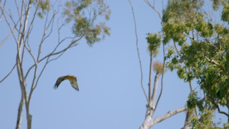 Red-Tailed-Hawks-sit-in-a-tree,-one-flies-away-in-Malibu,-CA