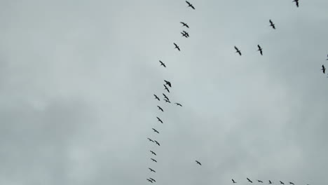 Flock-of-birds-flying-over-Dallas,-Texas