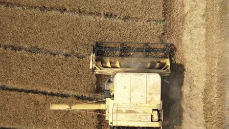 Aerial-view-of-combine-harvester-gathers-the-wheat-crop-in-4K