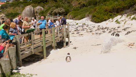 Turistas-En-El-Paseo-Marítimo-De-Madera-Tomando-Fotos-De-Pingüinos---Playa-De-Rocas