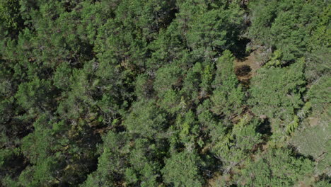 Top-down-aerial-view-of-a-green-pine-forest