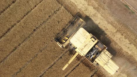Aerial-shot-of-harvester-machine-to-harvest-wheat-field-working