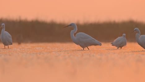 Flock-of-Great-egrets-fishing--in-Misty-morning