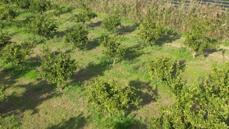Schöne-Drohnenaufnahme,-Landwirtschaft,-Pflanzen-Und-Bäume.