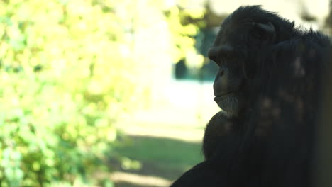 Chimpanzee-hanging-out-at-Chattanooga-Zoo-on-a-sunny-day