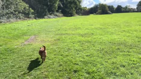 Süßer-Brauner-Hund,-Der-Durch-Ein-Wunderschönes-Riesiges-Feld-In-England-Läuft,-Beginnend-Mit-Der-Aussicht-Auf-Den-Hund-Und-Endend-Mit-Der-Riesigen-Weite-Des-Feldes