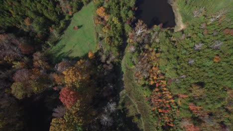 Fall-forest-aerial-looking-down-at-foliage-and-pond