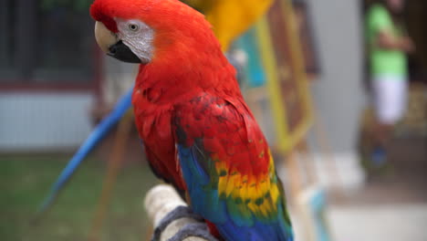 Roter-Papagei,-Der-Vor-Der-Kamera-Hängt