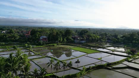 Rural-landscape-with-water-ponds-of-green-rice-terraces-surrounded-by-palm-trees-on-a-village-in-Indonesia