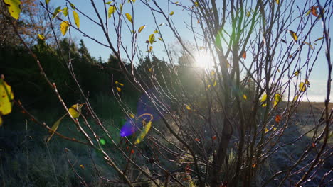 Sun-flickering-through-branches-on-a-frosty-autumn-morning