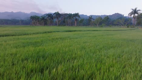 Grüne-Reisfelder,-Sabana-De-La-Mar-In-Der-Dominikanischen-Republik