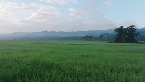 Slow-drone-flyover-green-Rice-Field-in-SABANA-DE-LA-MAR-during-dawn-in-the-morning