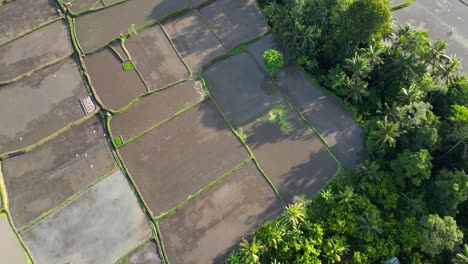 Reis-Wächst-Auf-Rechteckigen-Feldern-Eines-Landwirtschaftlichen-Bauernhofs,-Der-Mit-Wasser-Gefüllt-Ist,-Wunderschöne-Naturstruktur-In-Indonesien