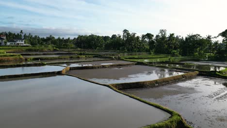 Water-ponds-of-rice-terraces-in-the-middle-of-palm-trees-forest,-green-scenery-in-Indonesia
