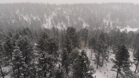 Drohne-Fliegt-über-Einen-Wald-Im-Schnee