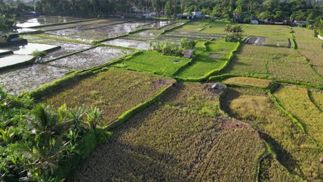 Brown-rice-fields-ready-for-the-harvest,-natural-organic-farm-on-tropical-island-in-Indonesia