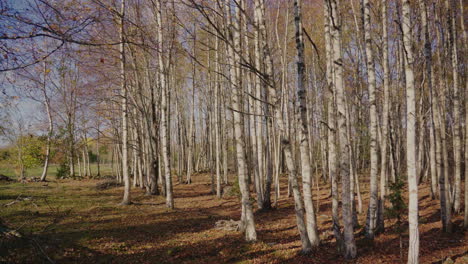 Filmaufnahme-Eines-Wunderschönen-Birkenwaldes-Im-Herbst